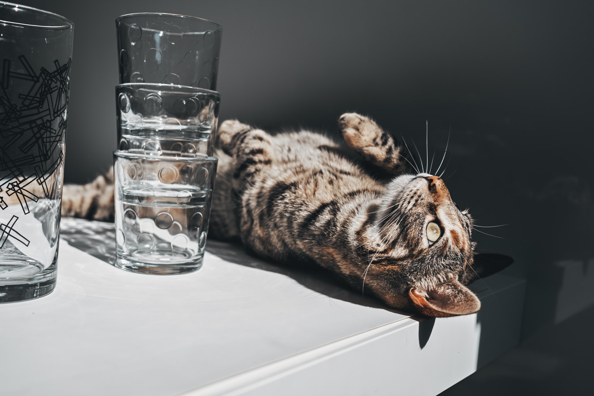 Сколько воды должен пить кот?